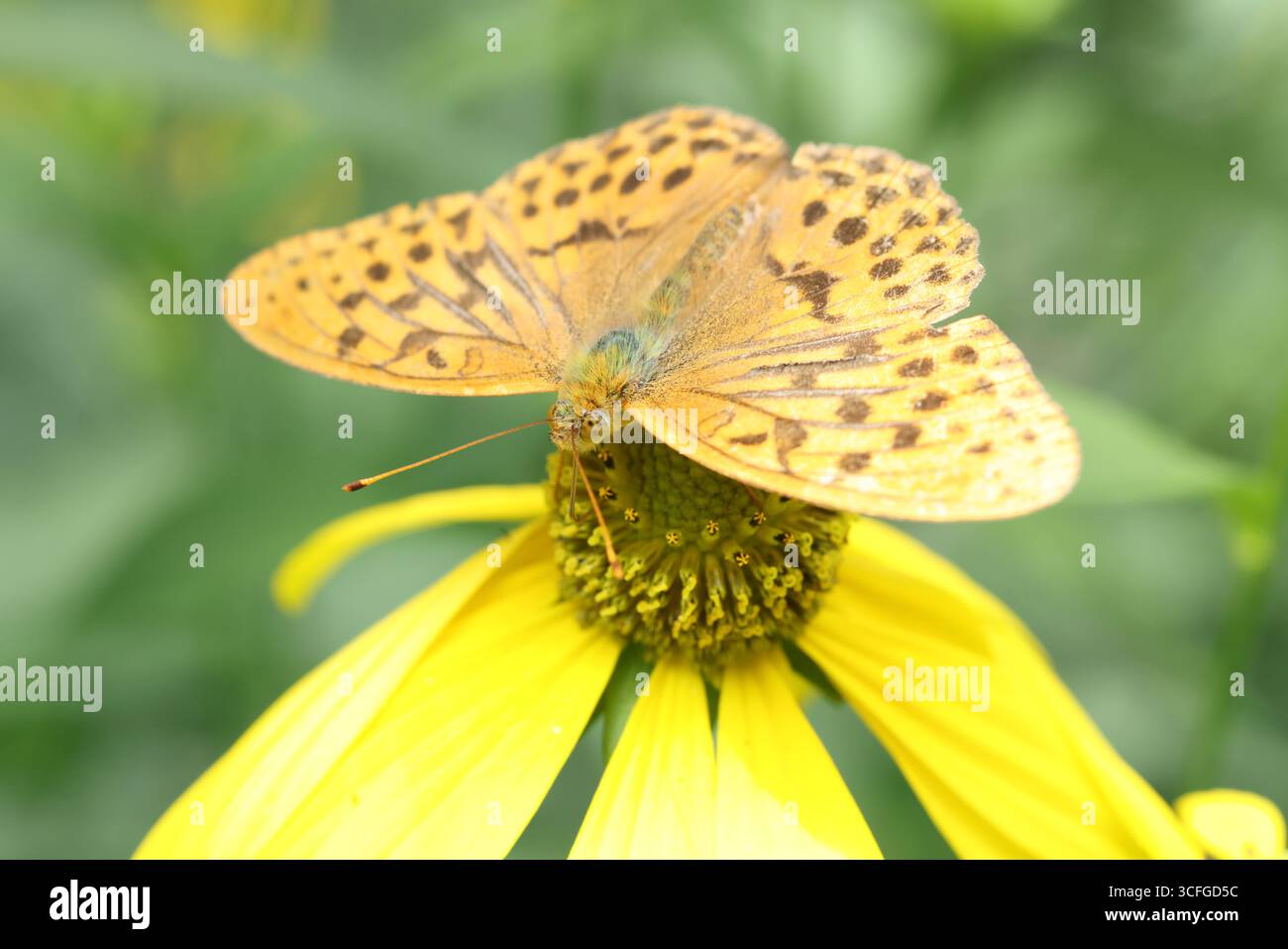 Fabriciana adippe, l'alta fritillaria marrone, è una grande farfalla dai colori vivaci della famiglia Nymphalidae, originaria dell'Europa e di tutta l'isola Foto Stock
