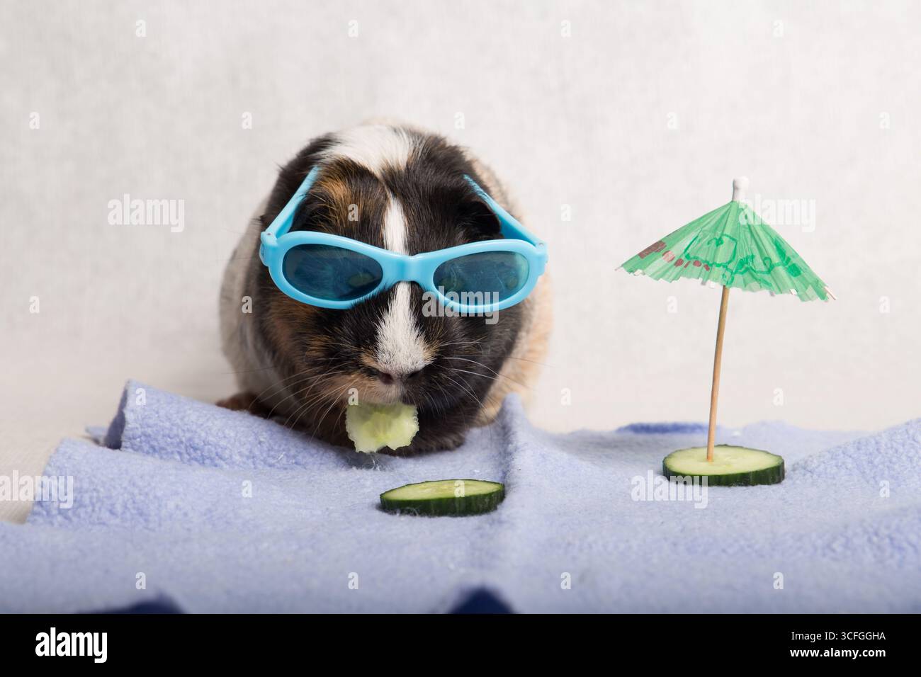 divertentissima foto in studio di una cavia tricolore che indossa piccoli occhiali da sole blu, gustando uno spuntino al cetriolo sotto un ombrello in miniatura Foto Stock