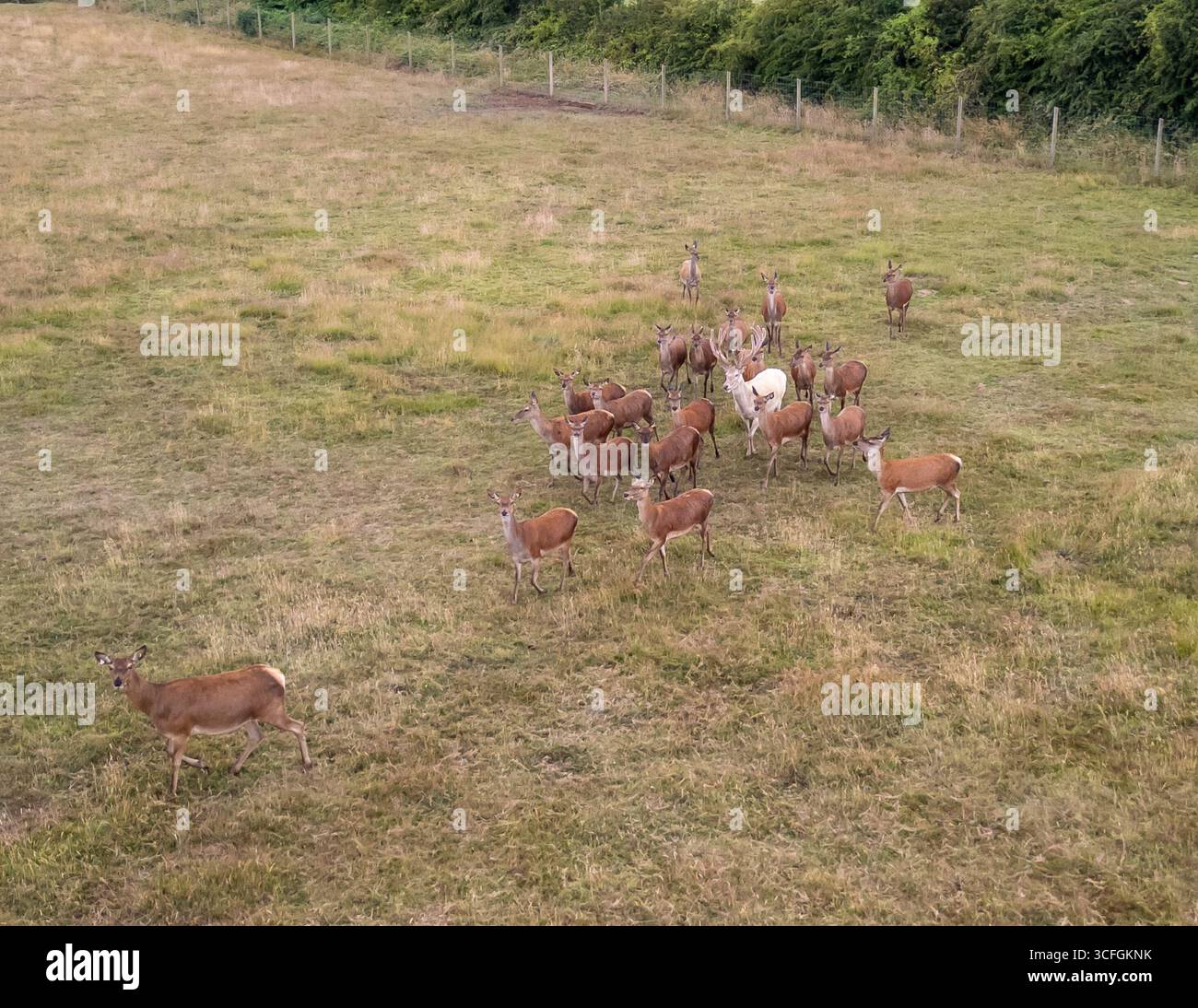 Vista aerea di un branco di cervi rossi con un raro cervo bianco in un prato, la campagna del Worcestershire, Inghilterra, la fauna selvatica britannica in campagna Foto Stock