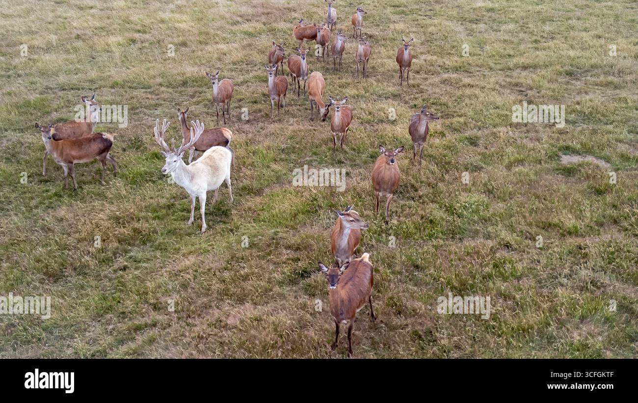 Vista aerea di un branco di cervi rossi con un raro cervo bianco in un prato, la campagna del Worcestershire, Inghilterra, la fauna selvatica britannica in campagna Foto Stock