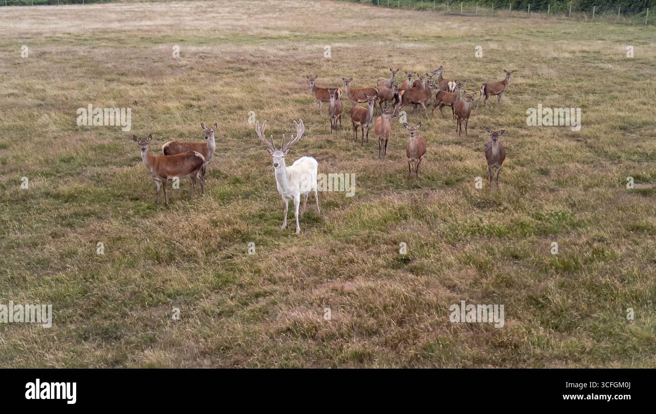 Vista aerea di un branco di cervi rossi con un raro cervo bianco in un prato, la campagna del Worcestershire, Inghilterra, la fauna selvatica britannica in campagna Foto Stock