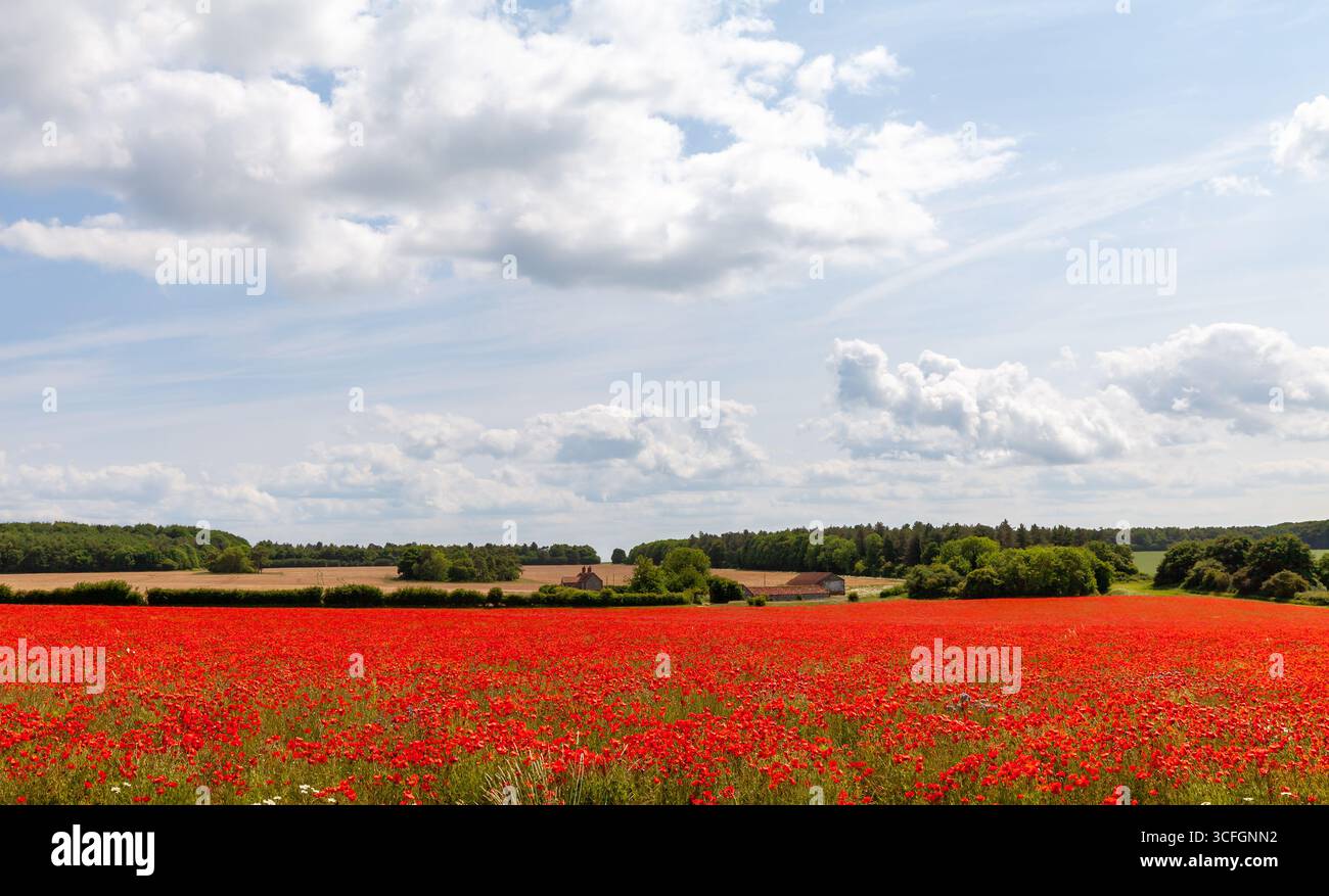 Incredibile paesaggio di campi di papavero rossi con cielo blu e nuvole bianche nel Norfolk in Inghilterra Foto Stock