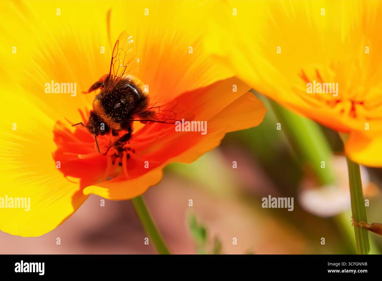 Primo piano dell'ape Bumble che raccoglie polline su una testa gialla di papavero californiano. Foto Stock