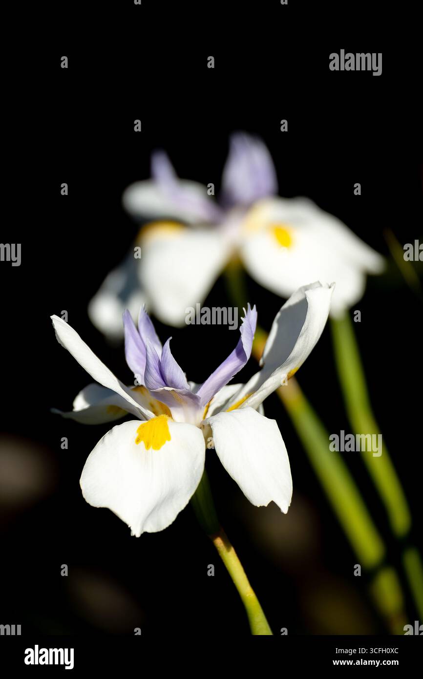 Due fiori di diete grandiflora, giglio quindicinale, Iris africani nel giardino Australliano in inverno. Petali bianchi, gialli e viola, sfondo scuro. Foto Stock
