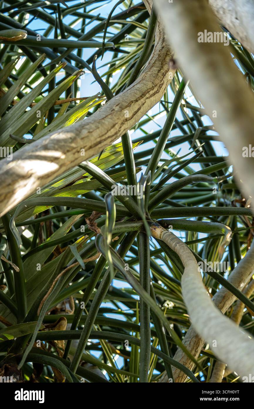 Guardando verso il cielo attraverso rami e foglie di aloe, Aloe Barberae, originaria del Sudafrica, giardino australiano. Modelli di brancke e foglie. Foto Stock