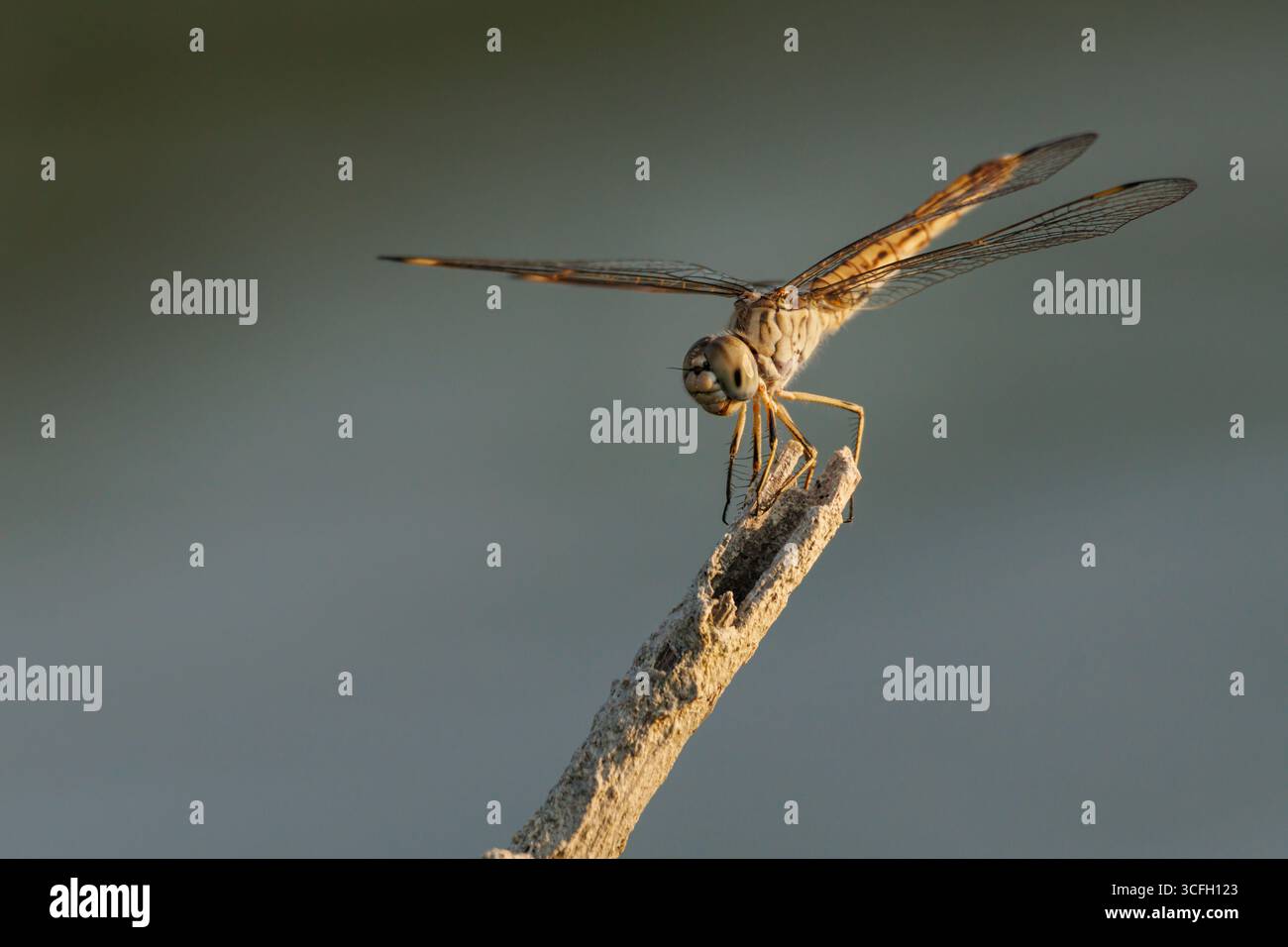 Affettuosa libellula Brachythemis impartita appollaiata su un bastone in bella luce laterale al tramonto, Beniarres, Spagna Foto Stock