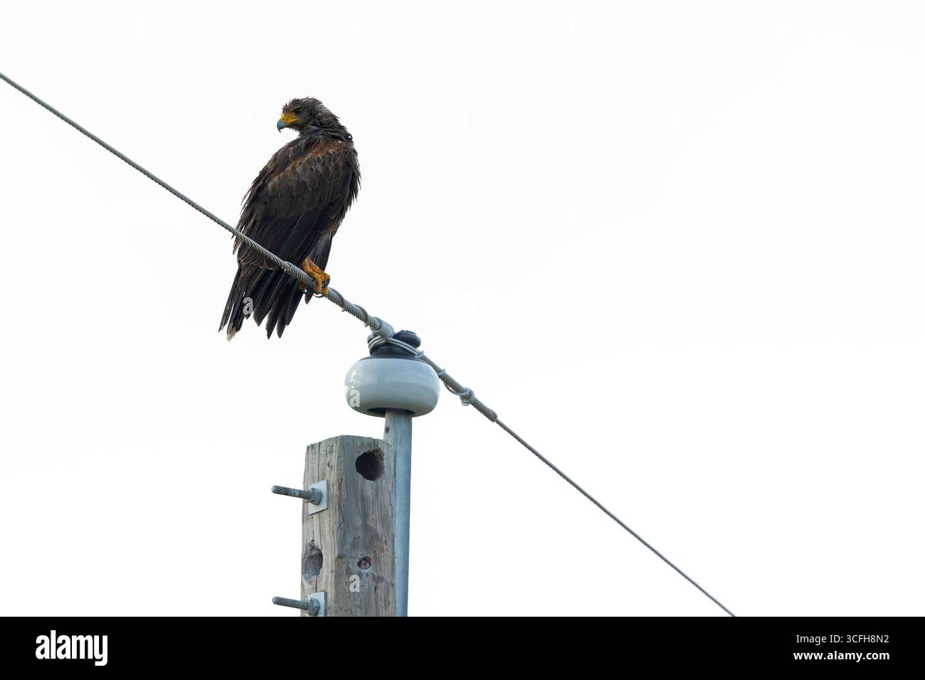 Un giovane falco di Harris (Parabuteo unicinctus) arroccato. Foto Stock