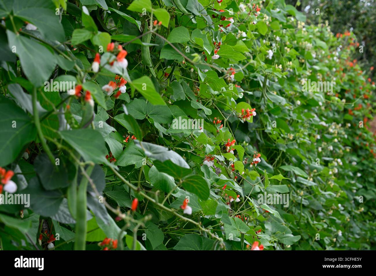 Piante estive miste di fagioli rossi e bianchi fioriti o Phaseolus coccineus Painted Lady, bianco chiaro di luna e rum rosso giardino britannico agosto Foto Stock