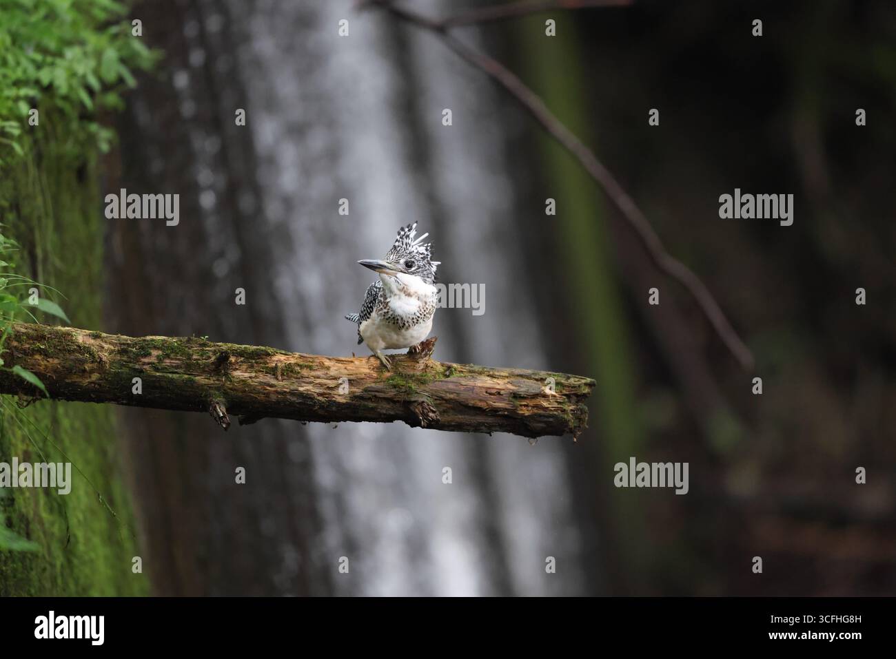 Il kingfisher crestato (Megaceryle lugubris pallida) è un kingfisher molto grande che è originario di parti dell'Asia meridionale. Questa foto è stata scattata a Hokk Foto Stock