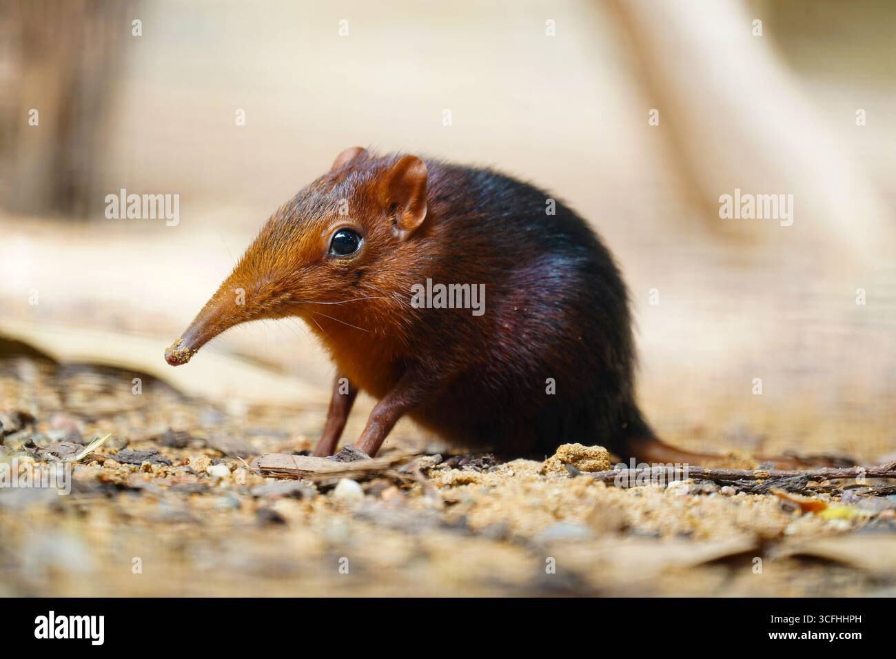 Primo piano di un giovane elefante, rhynchocyon petersi, su un terreno sabbioso con vista laterale Foto Stock