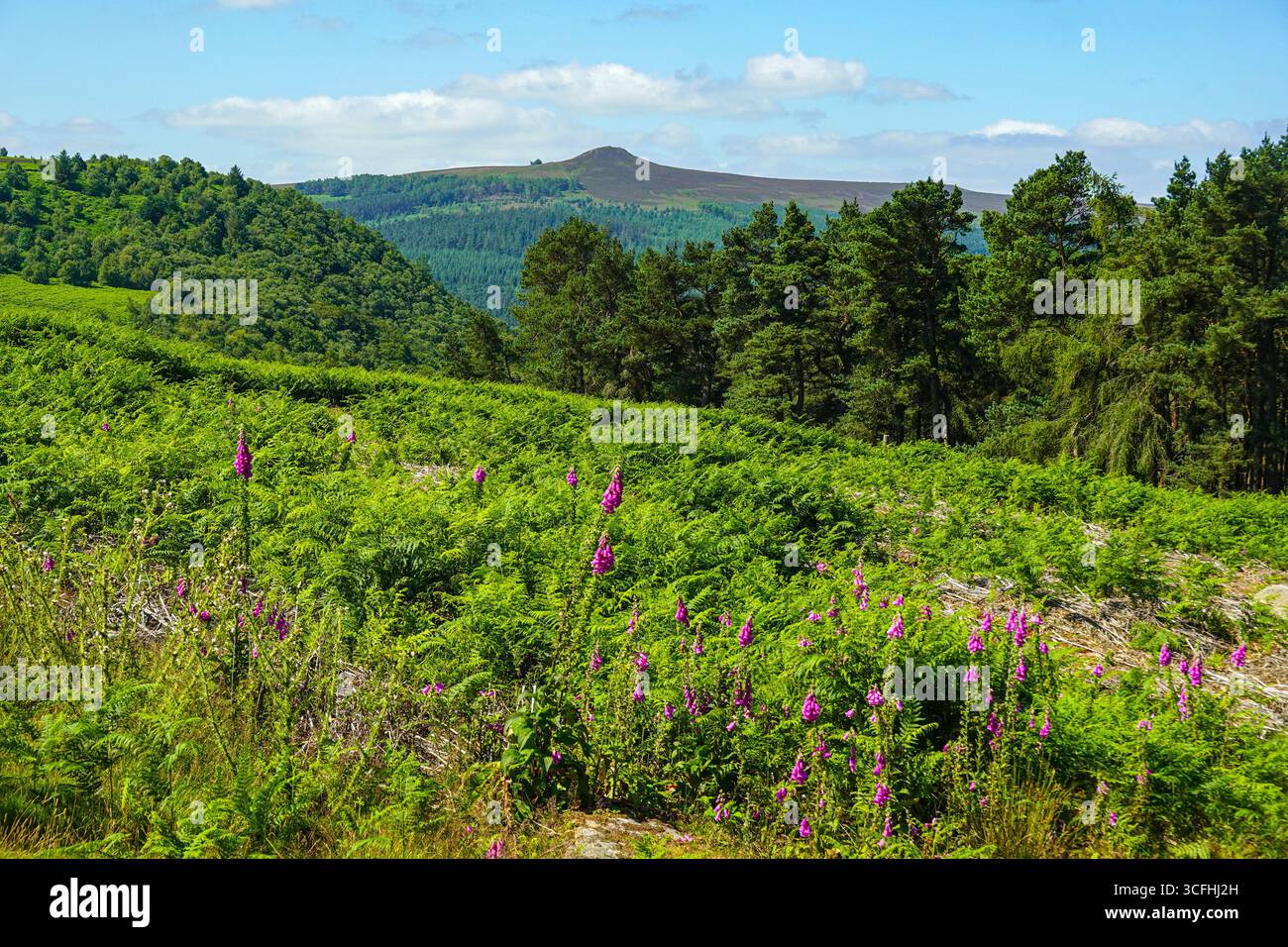 Estate nel Peak District National Park, Peaks, Derbyshire, Regno Unito Foto Stock