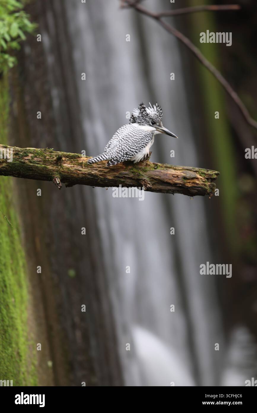 Il kingfisher crestato (Megaceryle lugubris pallida) è un kingfisher molto grande che è originario di parti dell'Asia meridionale. Questa foto è stata scattata a Hokk Foto Stock