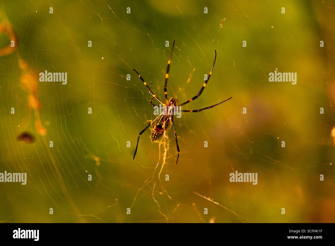 Colorato ragno clavata sulla sua ragnatela. Corea del Sud. Foto Stock