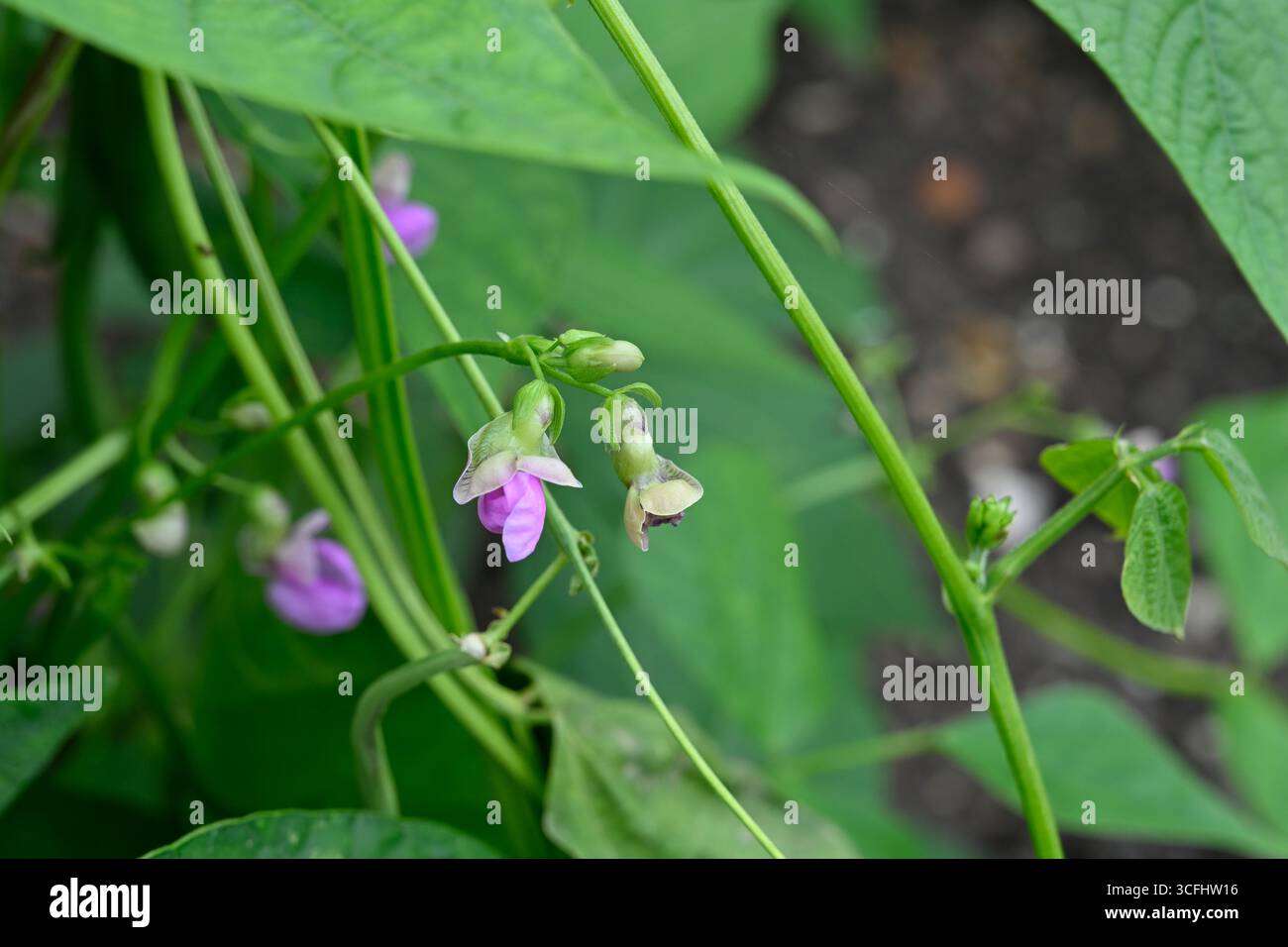 Fiori estivi di Mauve e verde fogliame di fagioli francesi arrampicati o Phaseolus vulgaris "Cobra" giardino britannico agosto Foto Stock