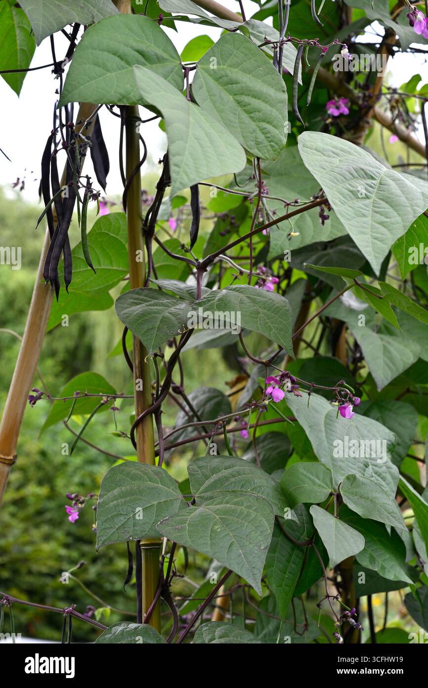Fiori viola estivi e baccelli di fagioli francesi che arrampicano Phaseolus vulgaris "Blauhilde" con fogliame verde scuro giardino britannico agosto Foto Stock