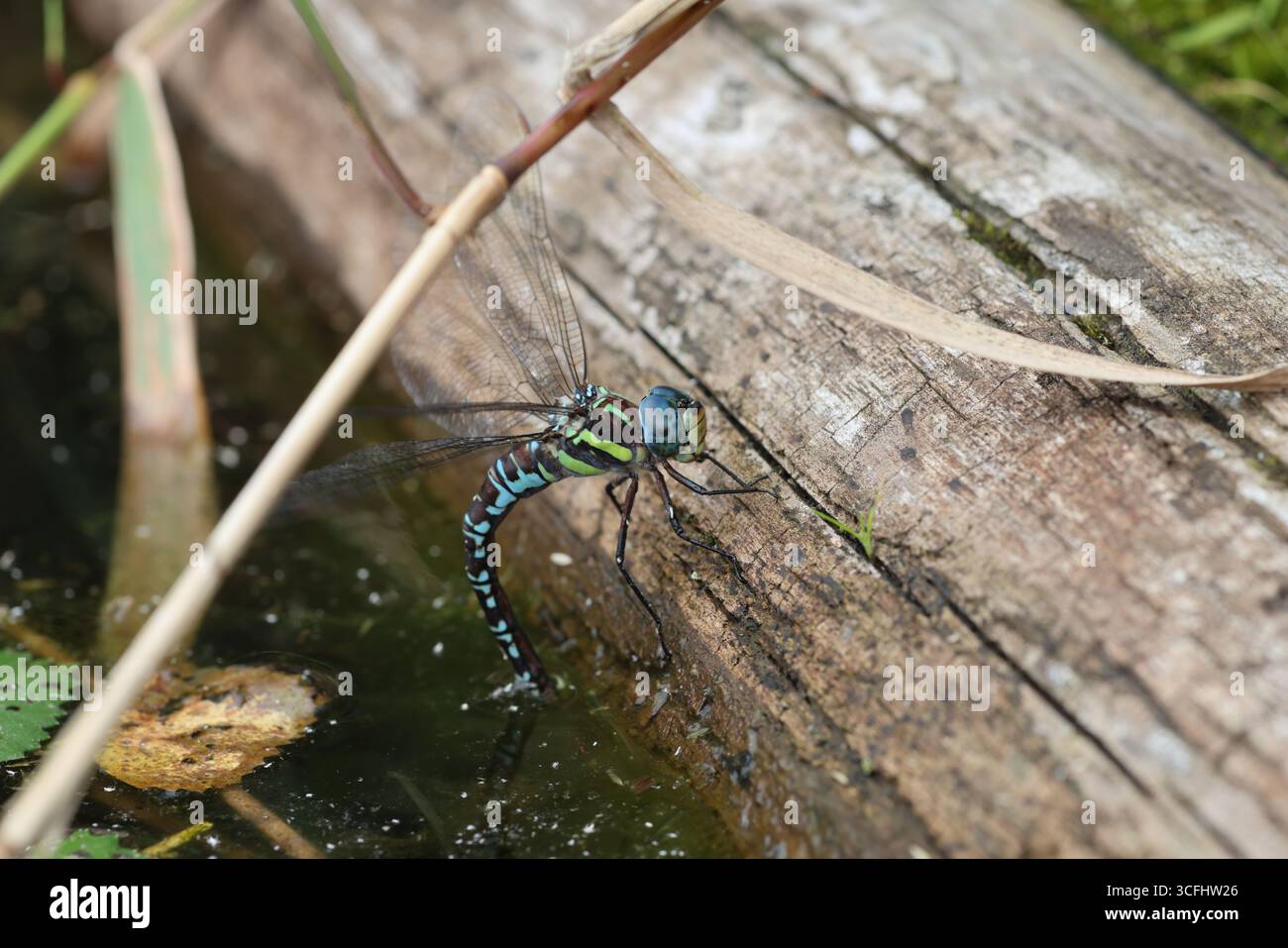 Il falco siberiano (Aeshna crenata) è una specie di libellula della famiglia degli Aeshnidae. Si trova in Bielorussia, Finlandia, Lettonia, Lituania e Russia. Si Foto Stock