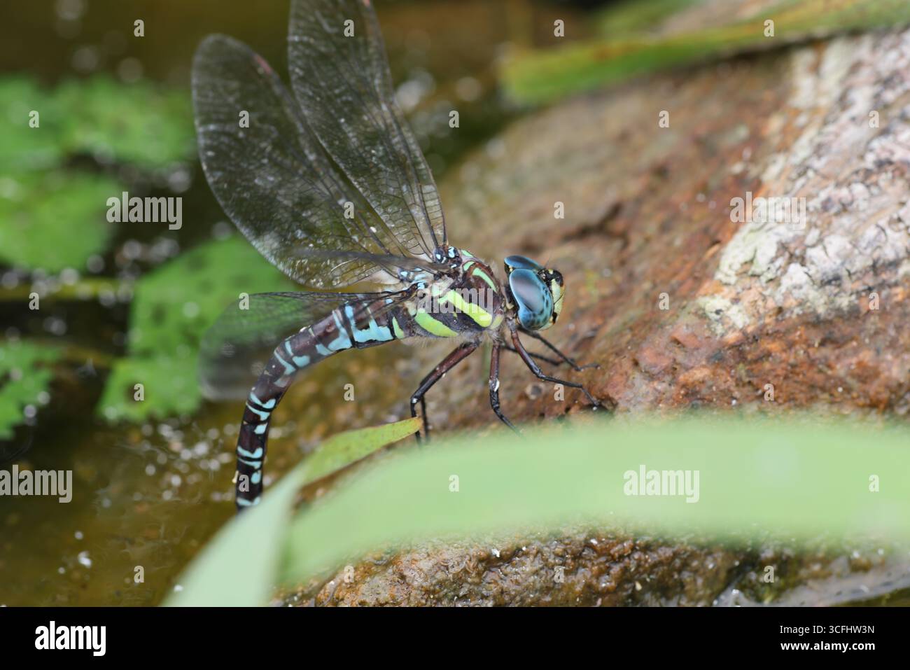 Il falco siberiano (Aeshna crenata) è una specie di libellula della famiglia degli Aeshnidae. Si trova in Bielorussia, Finlandia, Lettonia, Lituania e Russia. Si Foto Stock