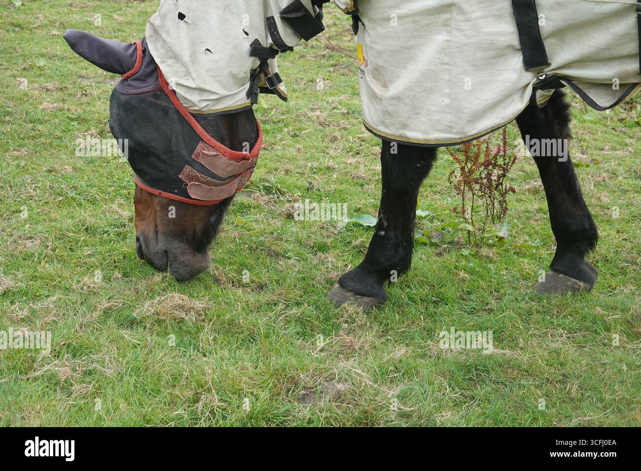 Cavallo con copertura per gli occhi Foto Stock