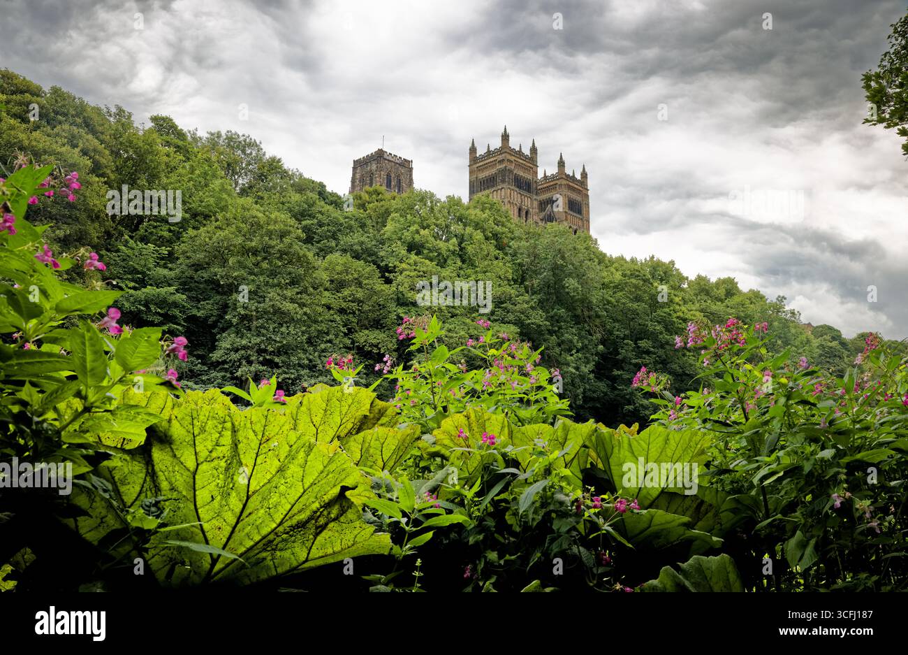 Le torri dell'antica cattedrale di Durham si innalzano sopra gli alberi con una lussureggiante vegetazione lungo il fiume in primo piano in una giornata estiva umida. Foto Stock