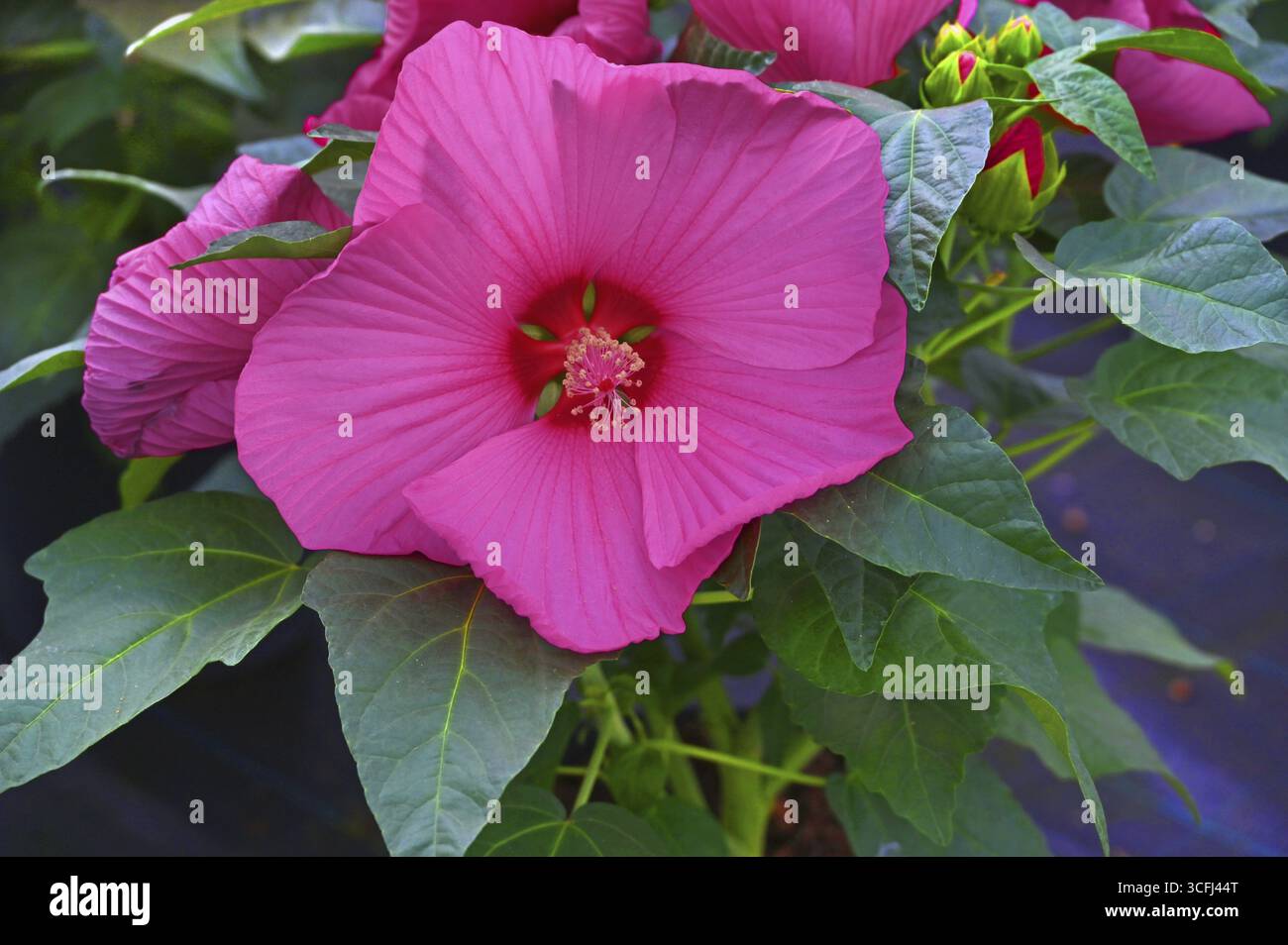Fiore di ibisco o fiore di marshmallow (Hibiscus moscheutos), Baviera, Germania Foto Stock