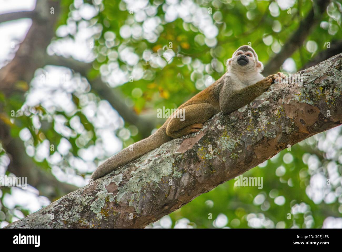 Una scimmia scoiattolo si rilassa su un ramo di albero a Tolima, Colombia, mostrando la ricca fauna selvatica e gli sforzi di conservazione della natura della regione. Foto Stock