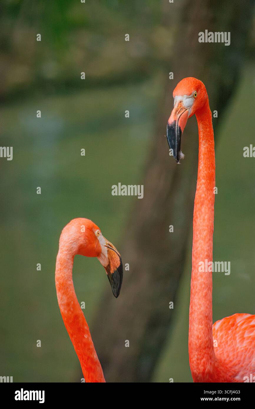 Due vivaci fenicotteri interagiscono pacificamente nel loro habitat naturale, evidenziando gli sforzi di recupero della fauna selvatica a Tolima, Colombia. Foto Stock