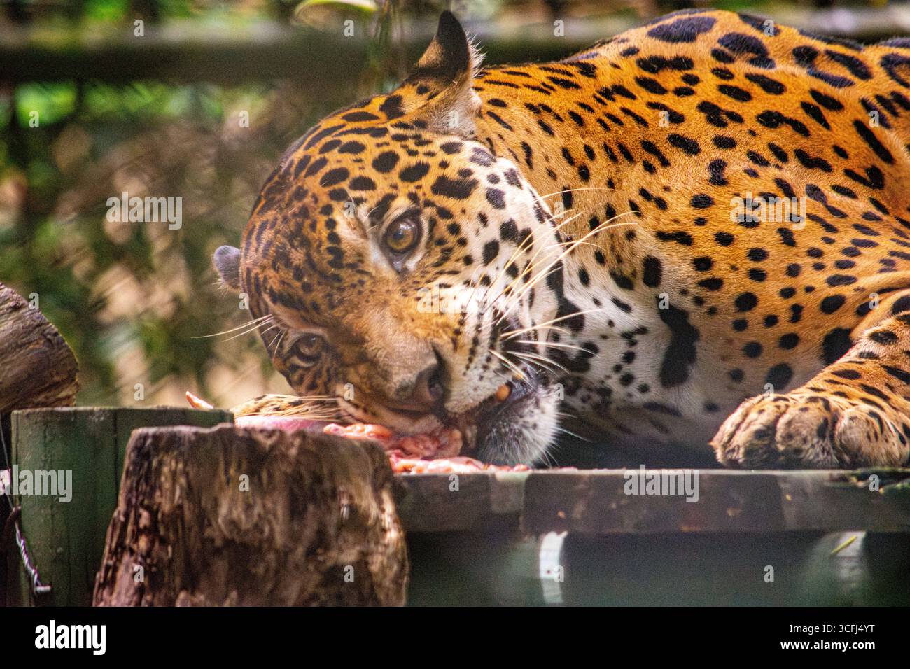 Primo piano di un giaguaro che si nutre in un centro di recupero della fauna selvatica a Tolima, Colombia, mettendo in evidenza la bellezza della natura e gli importanti sforzi di conservazione. Foto Stock