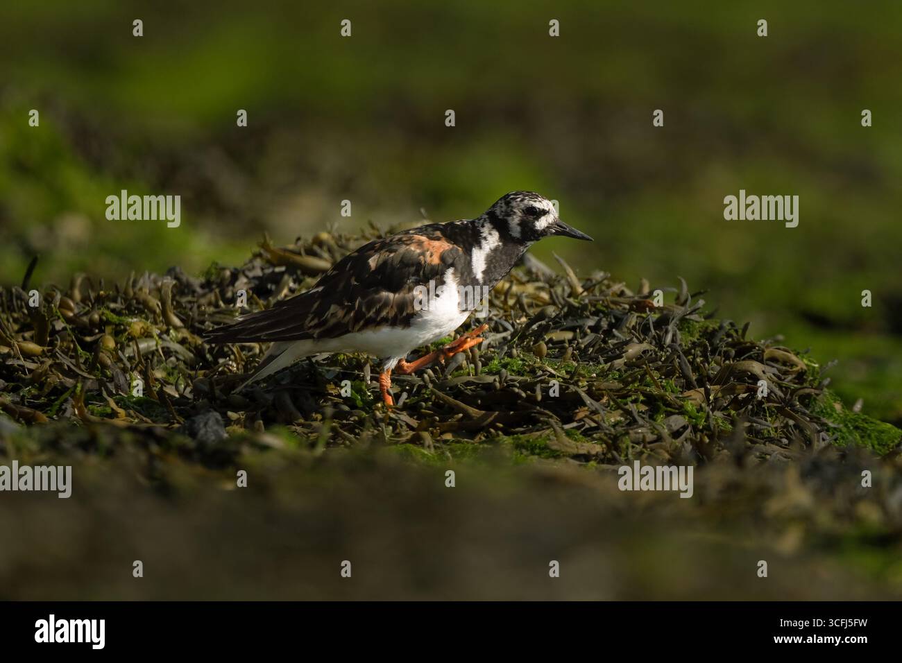 Primo piano dell'uccello Turnstone sulla spiaggia di Calshot tra le alghe in cerca di cibo vicino a Southampton, Inghilterra. Foto Stock