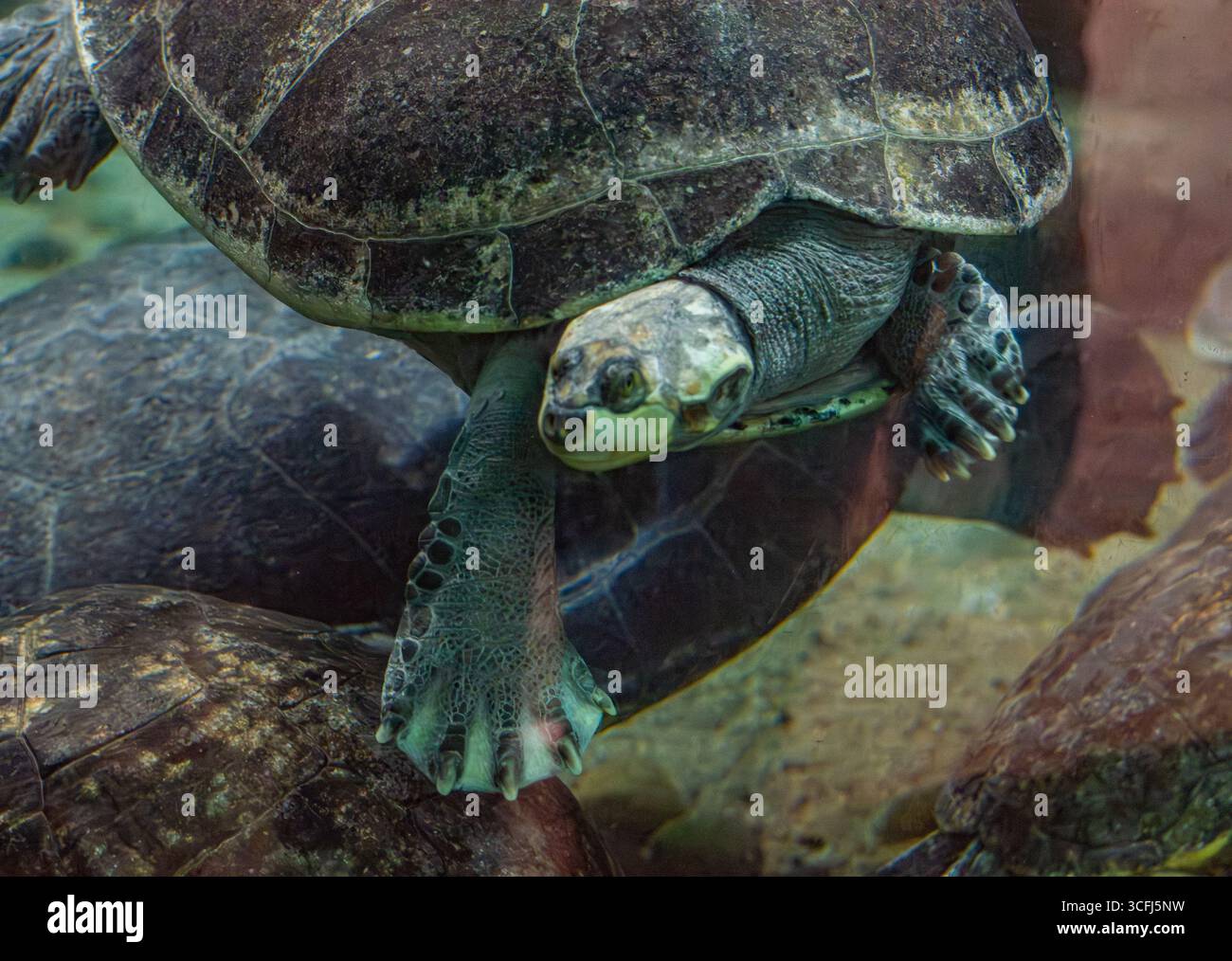 Una tartaruga nuota con grazia tra le altre in un centro di recupero della fauna selvatica a Tolima, Colombia, mostrando l'importanza degli sforzi di conservazione. Foto Stock