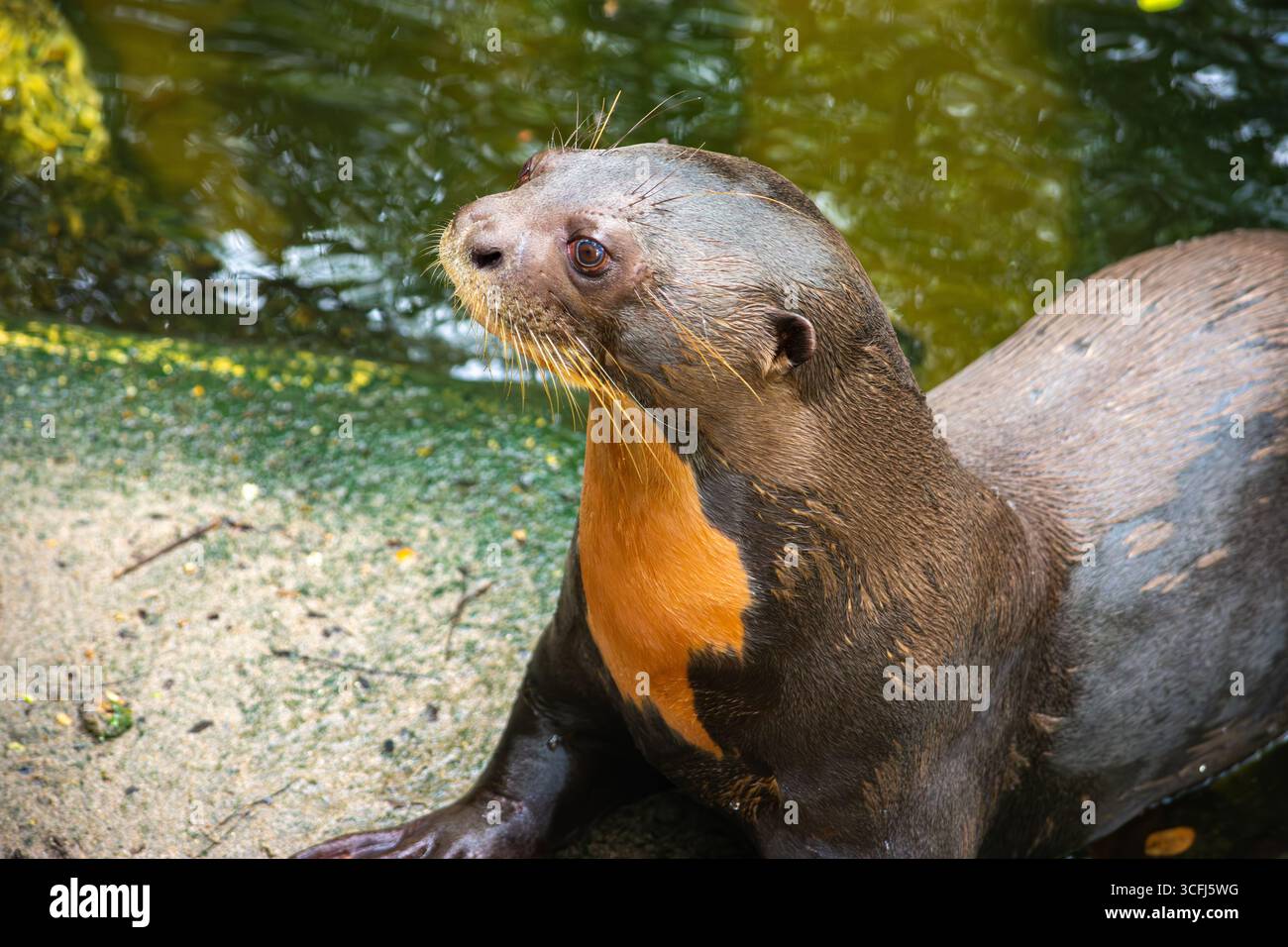 Un caimano dagli occhiali che mostra i suoi segni unici vicino all'acqua a Tolima, in Colombia, evidenziando gli sforzi di recupero della fauna selvatica. Foto Stock