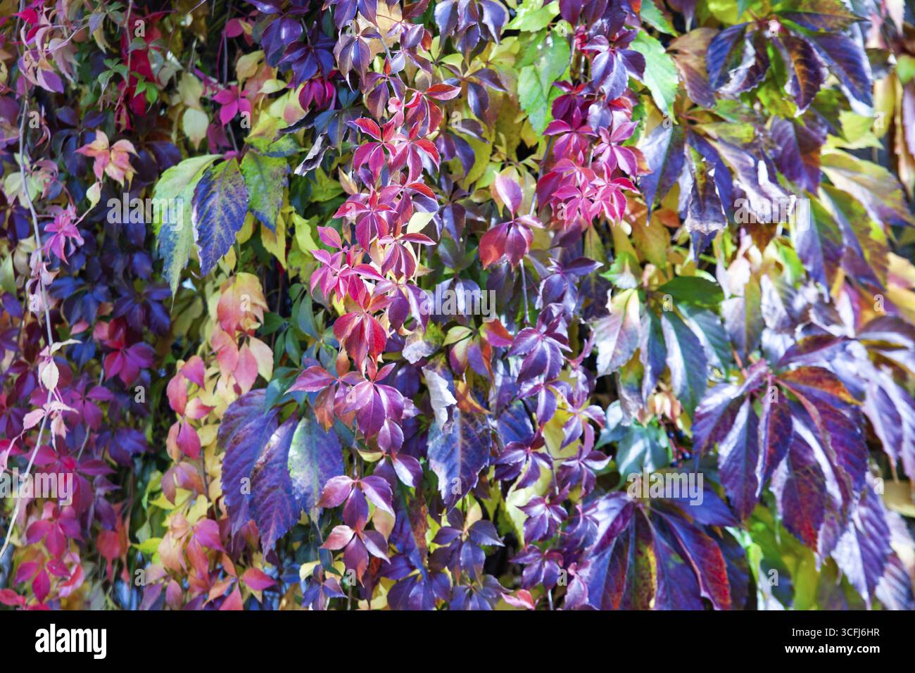 Varie foglie colorate sono vicine tra loro, principalmente nei toni autunnali, bassa Austria Austria Foto Stock