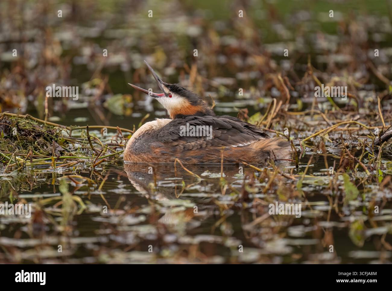 Ottima cresta grebe regno unito Foto Stock