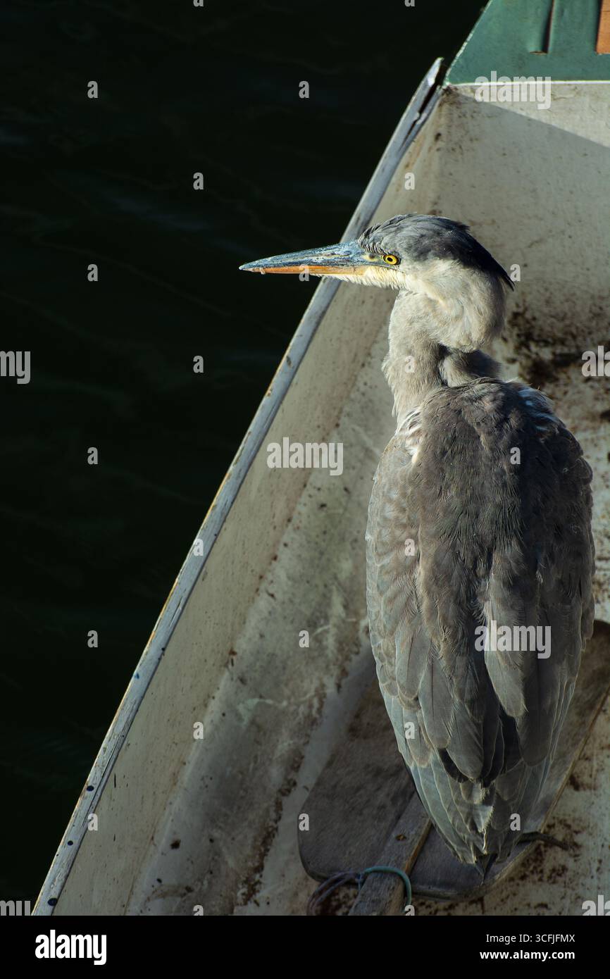 Un Heron solitario che riposa in una barca vuota sul fiume Lea a Londra, Inghilterra, Regno Unito. Fauna selvatica urbana. Ritratti di uccelli. Foto Stock