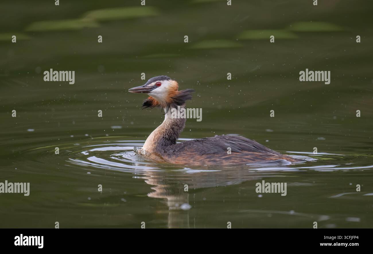 Ottima cresta grebe regno unito Foto Stock