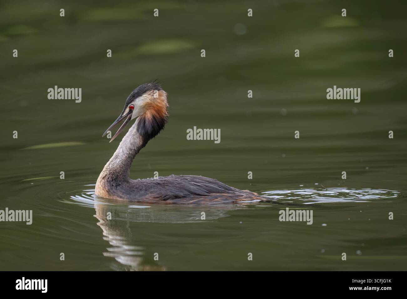 Ottima cresta grebe regno unito Foto Stock