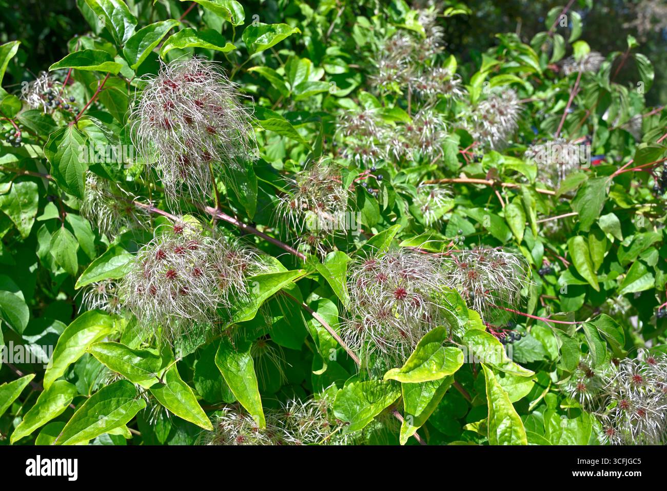 Soffici, piumini e scintillanti teste di semina estive e fresco verde fogliame di Clematis vitalba, noto anche come gioia dei viaggiatori, clematidi selvatiche o Old Man's Beard, agosto del Regno Unito Foto Stock