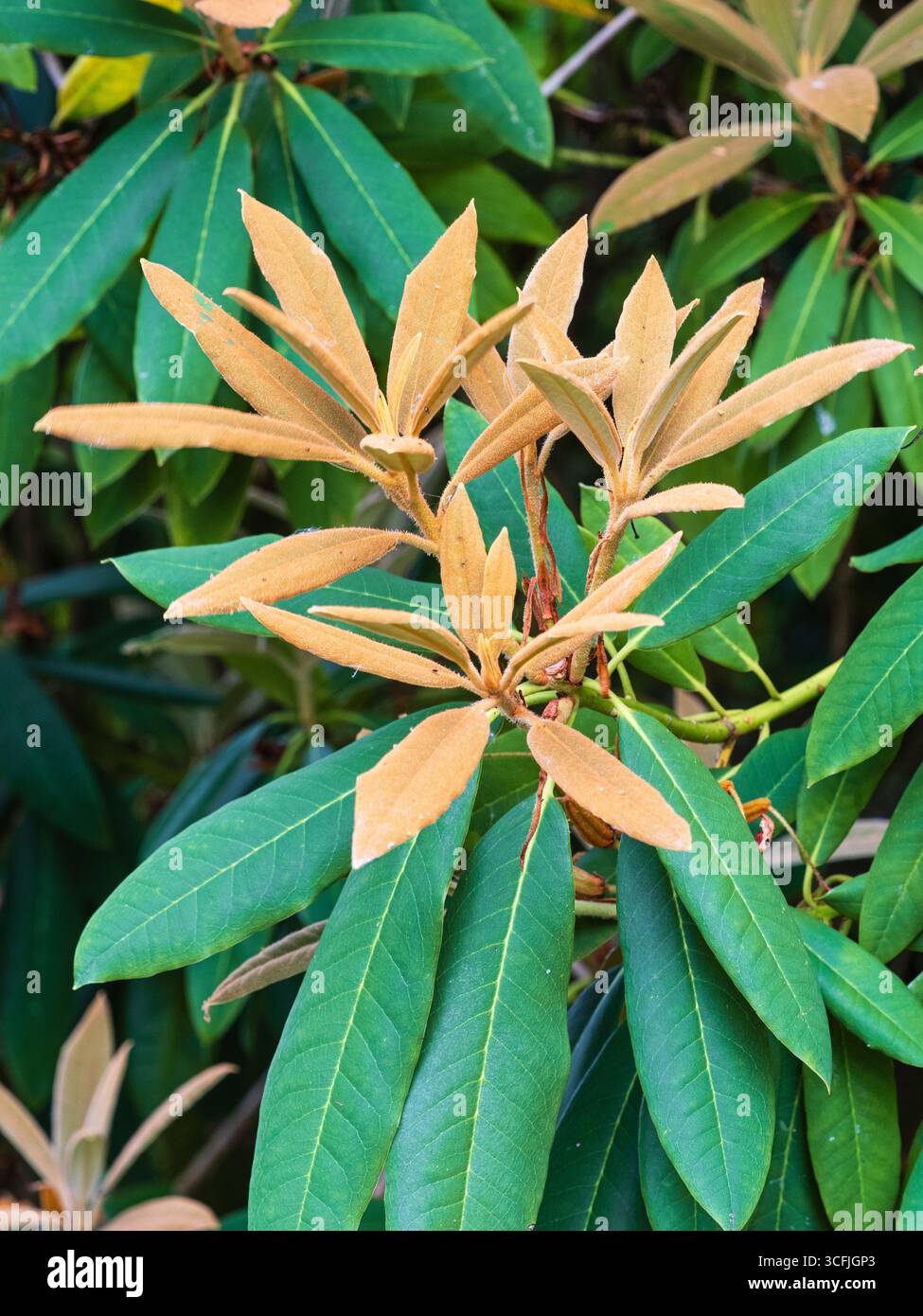Indumentum marrone polveroso sul giovane fogliame dell'arbusto sempreverde, Rhododendron "Tally ho" Foto Stock