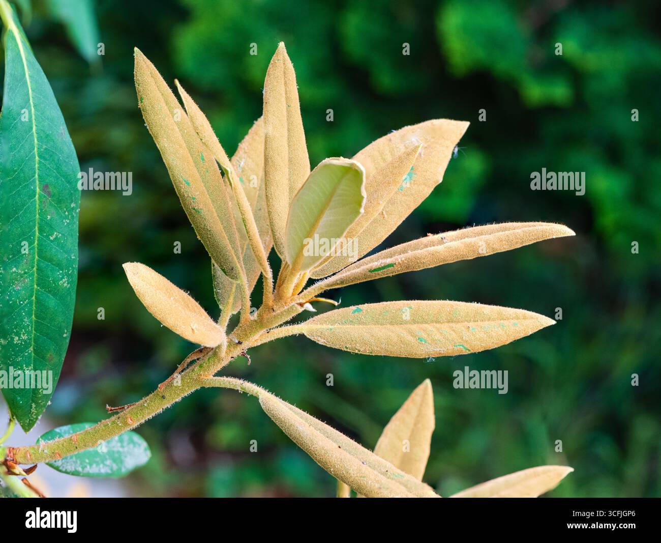 Indumentum marrone polveroso sul giovane fogliame dell'arbusto sempreverde, Rhododendron "Tally ho" Foto Stock