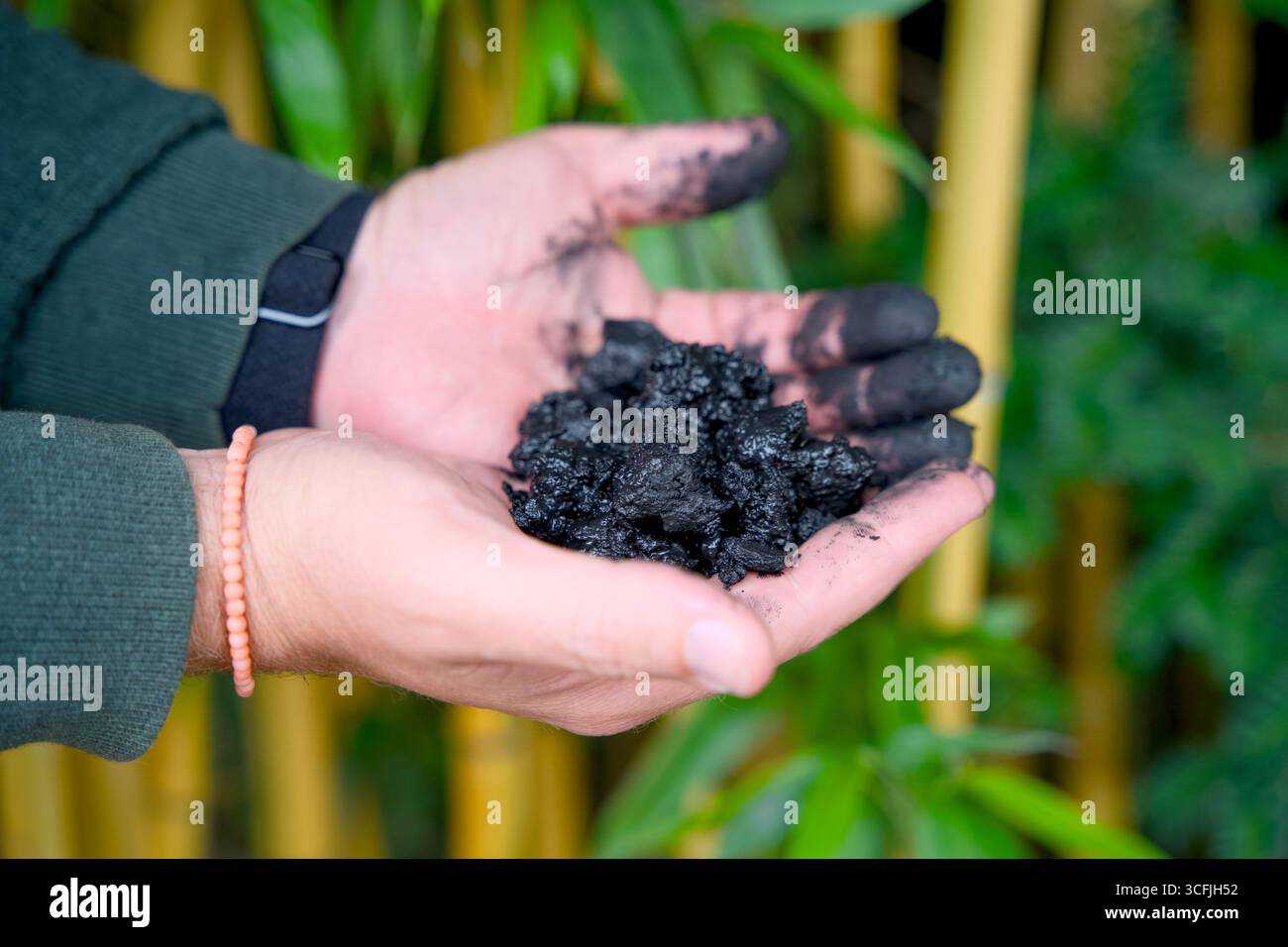 Due mani annerite al carbonio che trattengono pezzi di biochar Foto Stock