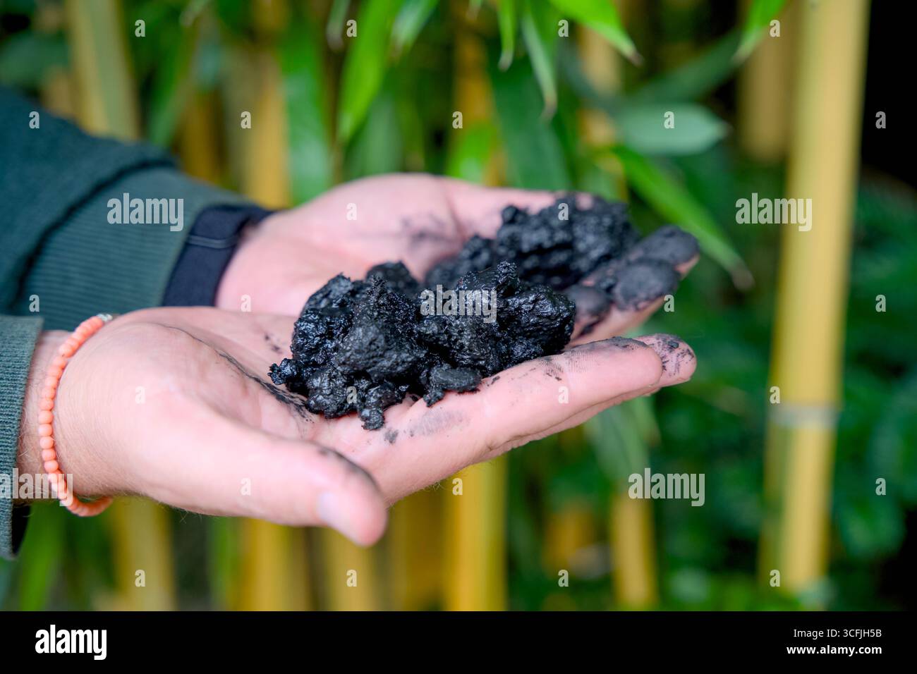 Due mani annerite al carbonio che trattengono pezzi di biochar Foto Stock
