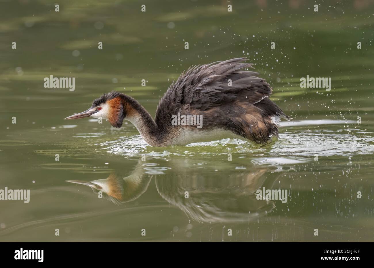 Ottima cresta grebe regno unito Foto Stock