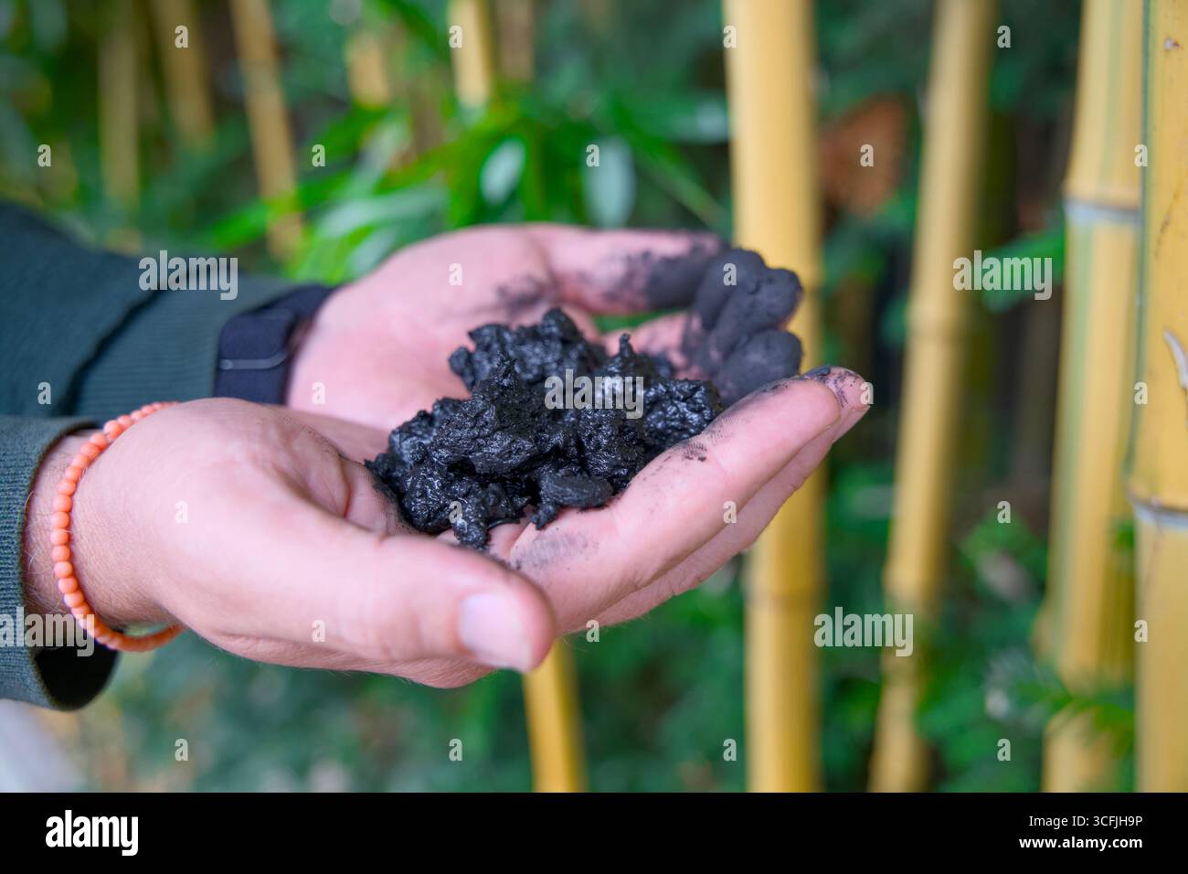 Due mani annerite al carbonio che trattengono pezzi di biochar Foto Stock