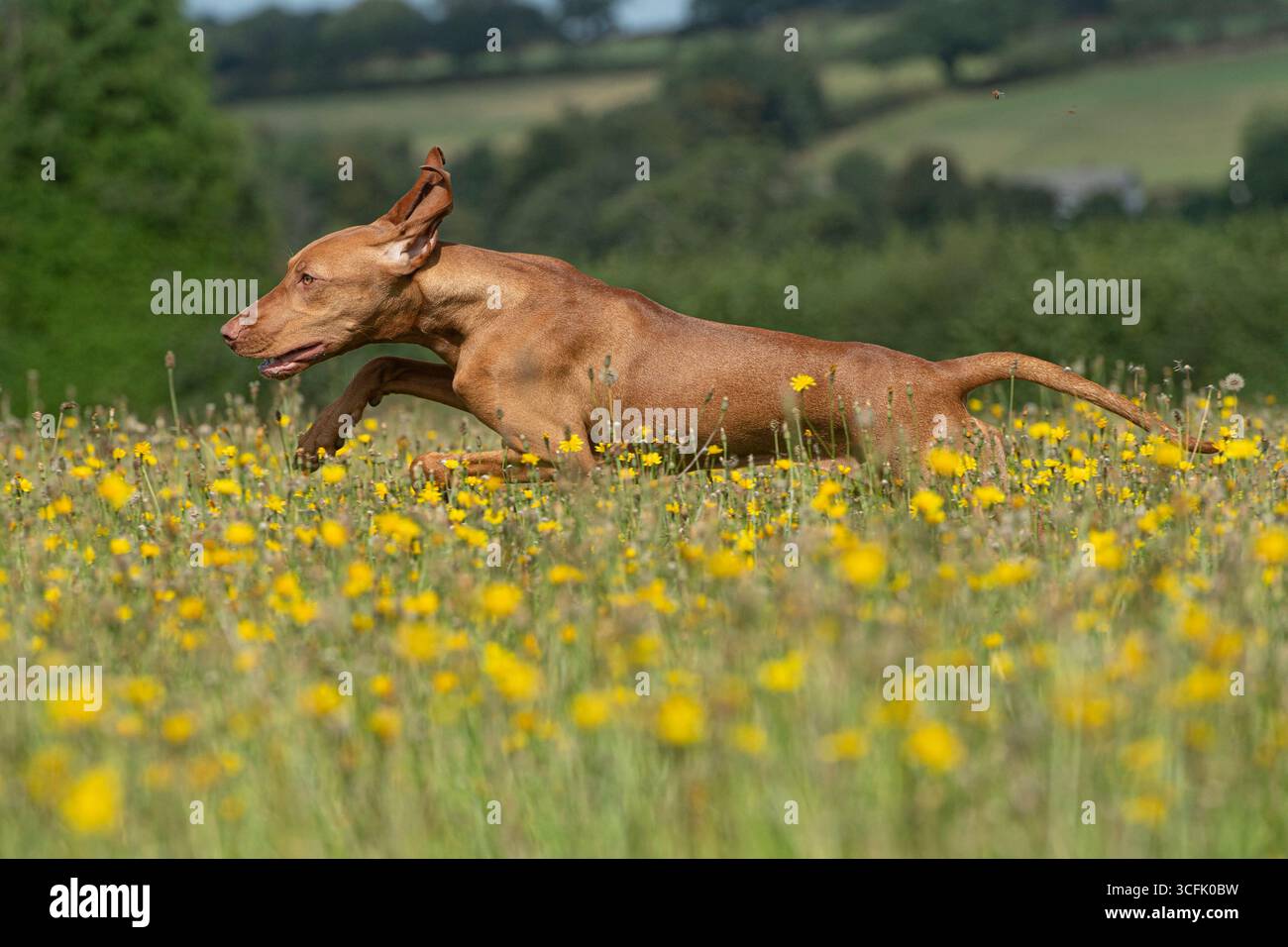 Cane ungherese Vizsla che corre attraverso fiori gialli Foto Stock