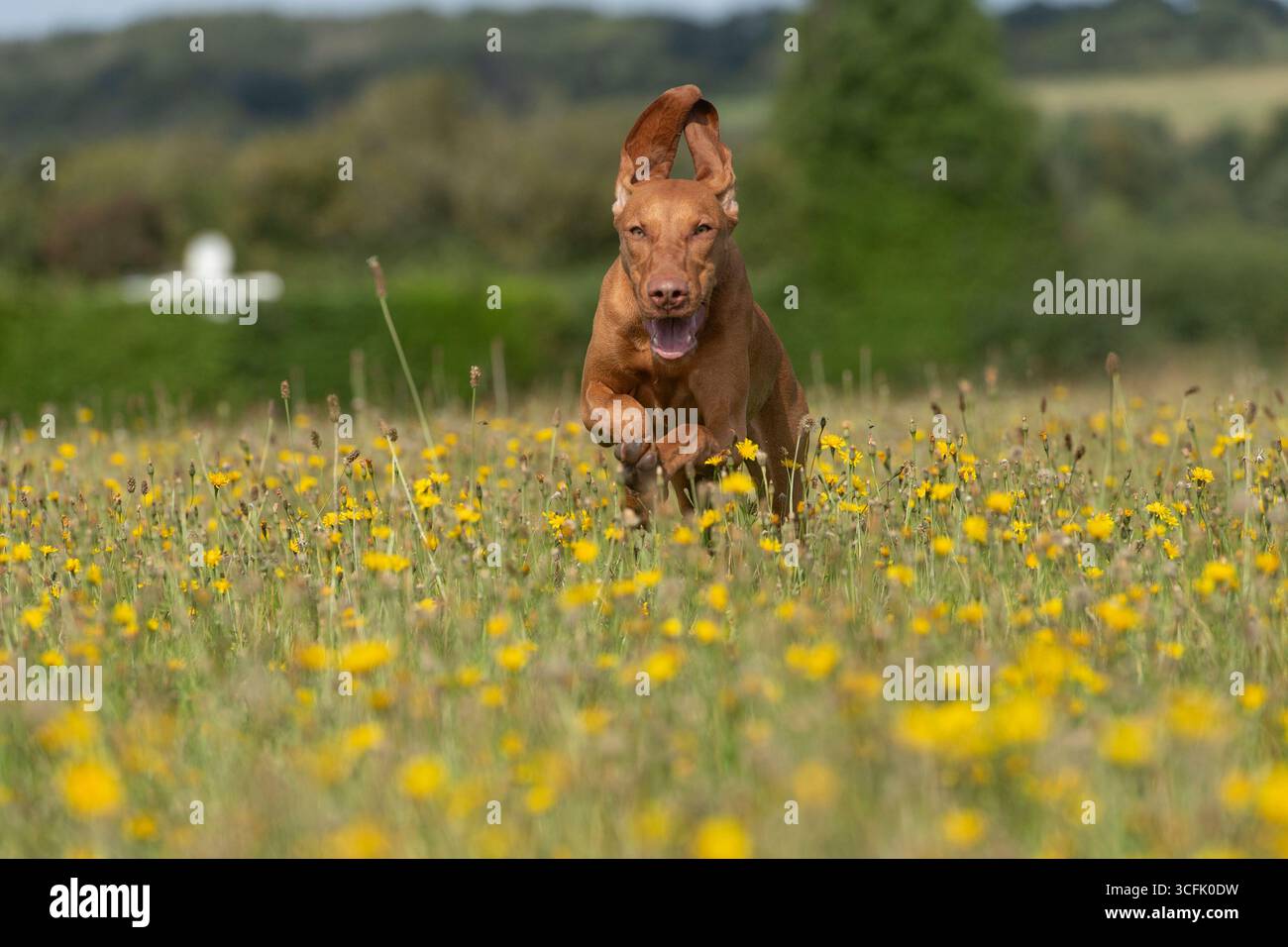 Vizsla ungherese che corre attraverso un campo di fiori gialli Foto Stock