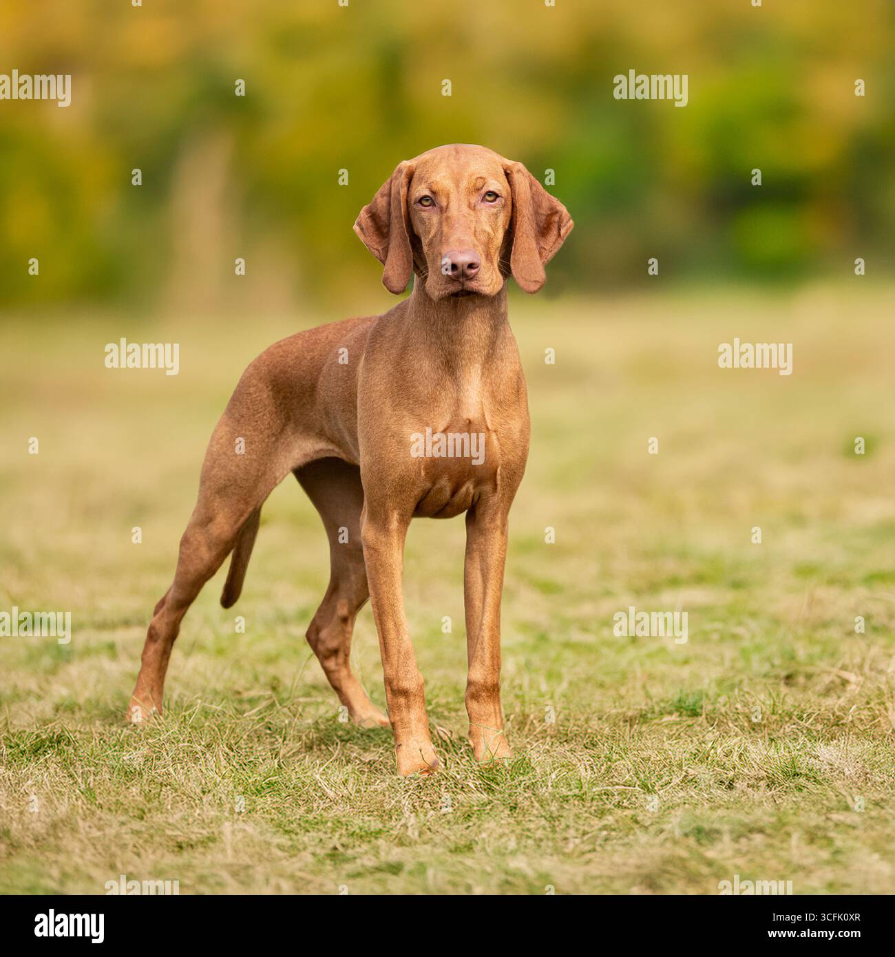 cane vizsla in piedi sull'erba Foto Stock
