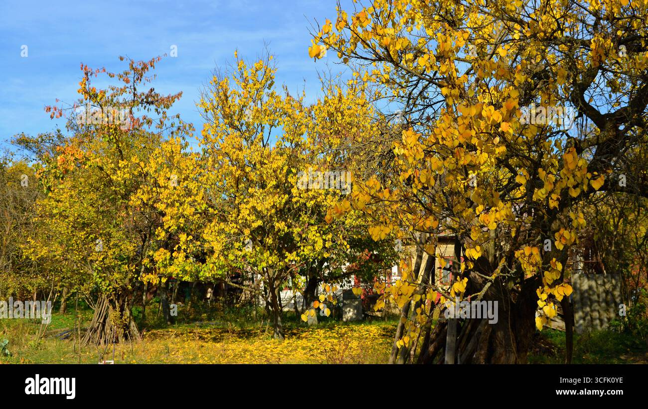 Gli antichi albicocche della casa Ceptura nel fogliame autunnale, annunciano l'avvicinarsi di giornate brevi e fredde. Foto Stock