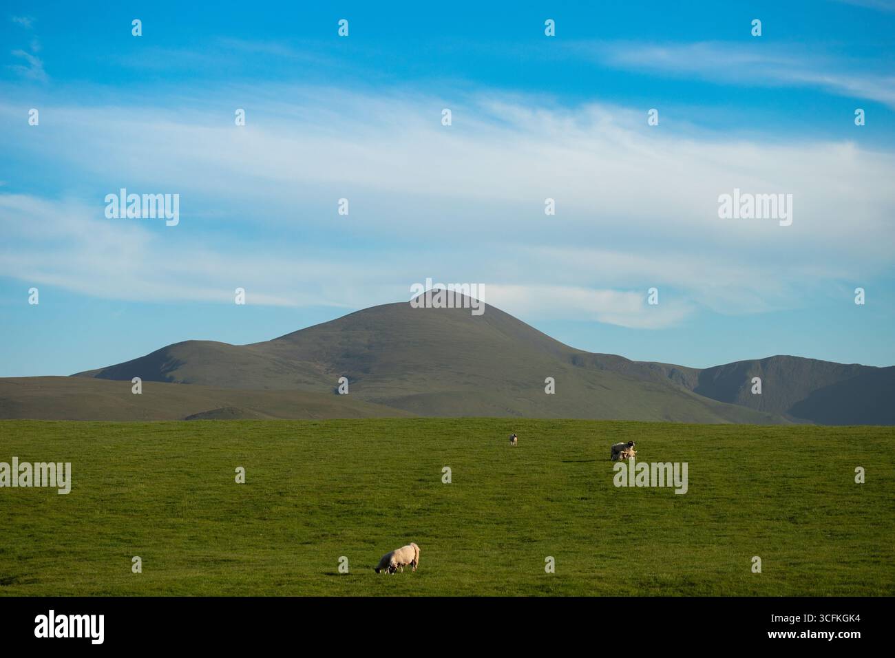 Un gruppo di pecore pascolano tranquillamente su un ampio prato verde, con un'unica montagna conica che si innalza sullo sfondo sotto un cielo azzurro morbido. Foto Stock