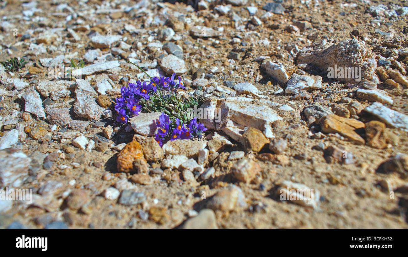 Primo piano del lino alpino (Linaria alpina): Vista dettagliata dei vivaci fiori viola e dell'habitat alpino. Foto Stock