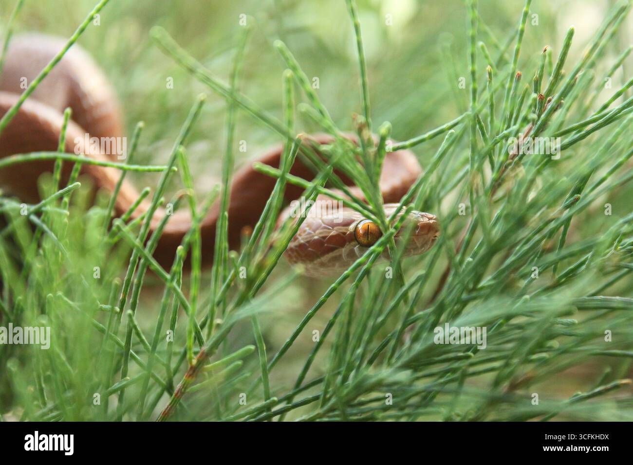 Un serpente africano ben nascosto (Lamprophis fuliginosus) che scivola su foglie di pino di fronte alla macchina fotografica con allievo marrone visibile su orientamento orizzontale Foto Stock