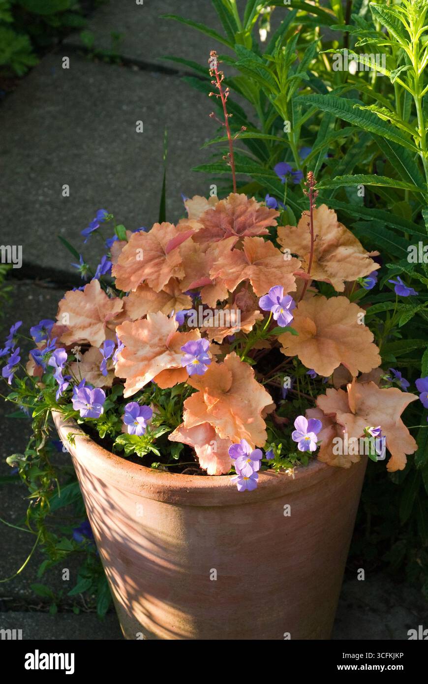 La luce del sole illumina una pentola di argilla piena di piante lievitate d'arancia e vibranti fiori viola, adagiata su un sentiero di pietra in un giardino. Foto Stock